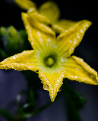 Droplet on melon flower