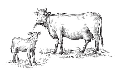 sketches of cows and calf drawn by hand. livestock. cattle. animal grazing. vector illustration - obrazy, fototapety, plakaty