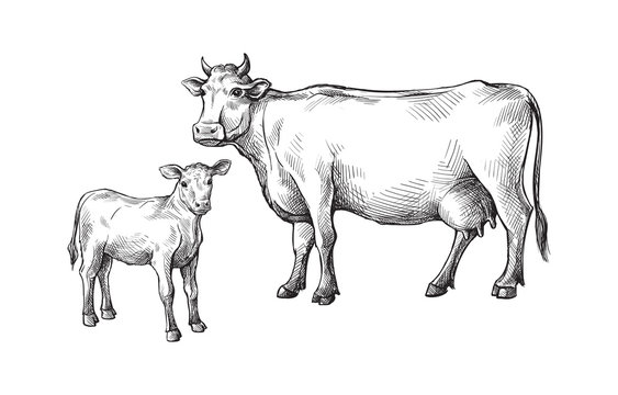 sketches of cows and calf drawn by hand. livestock. cattle. animal grazing. vector illustration