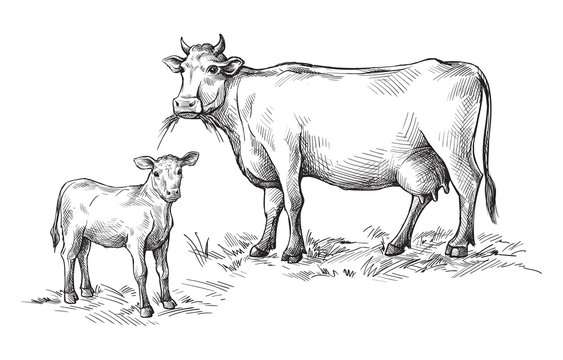 Hand-drawn calf illustration (line drawing)... - Stock Illustration  [67747358] - PIXTA