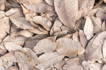 dry leaves background