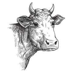 sketches of face cow drawn by hand. livestock. cattle. animal grazing vector illustration