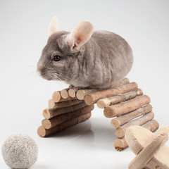 Pet. Fluffy beige chinchilla standing near a wooden bridge on a white background