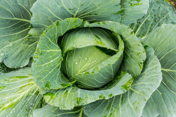 close up of cabbage in the garden