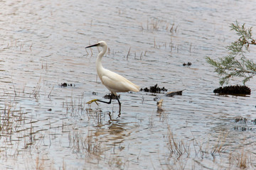 Seidenreiher im Naturpark S'albufera auf Mallorca