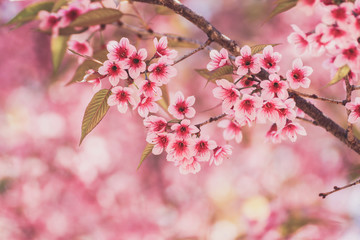 Obraz premium Wild himalayan cherry brossom or sakura