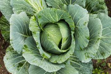 Fototapeta premium cabbage in the garden
