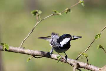 Coal tit with a seed in its beak sits spring  on a branch
