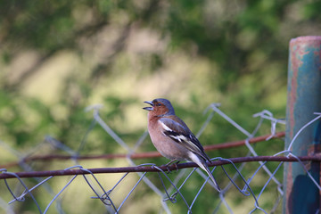 Finch, which singing spring songs sits on the fence ...