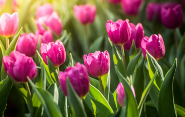 pink tulips in the garden with sunlight 