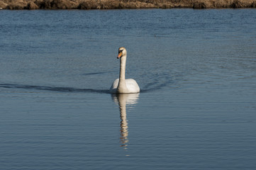 swan swimming on the river
