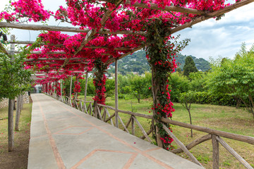 The garden, Capri island, Italy.