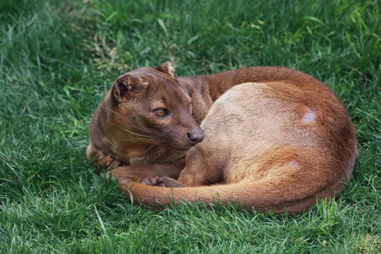 FOSA