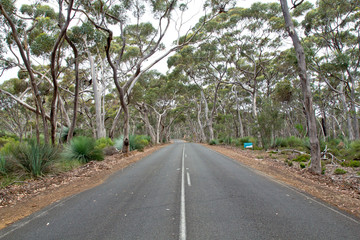 Australien, Kangarro Island, Straße im Wald