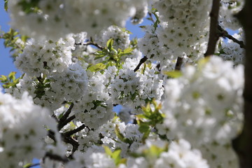 Kirschbaum/ Kirschblüten - Süßkirsche/ Vogel-Kirsche (Prunus avium)