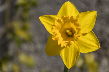 Fototapeta premium Springtime 