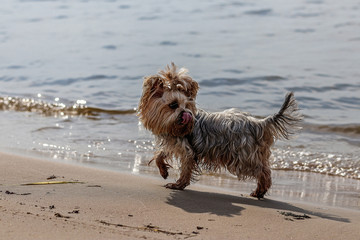 beautiful, fun little Jokshire dog runs along hung red clay