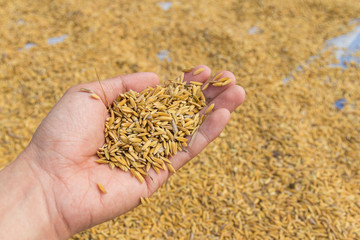 rice on farmer hand