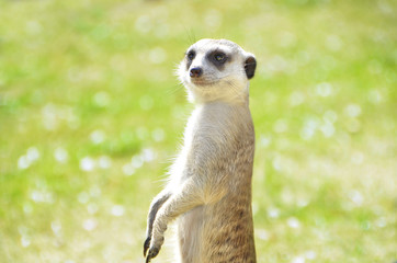 ミーアキャット見張り