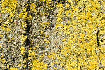 Old gray rough texture concrete wall with yellow moss, grunge horizontal texture background