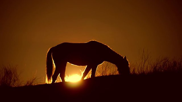 beautiful horse silhouette on a sunset background