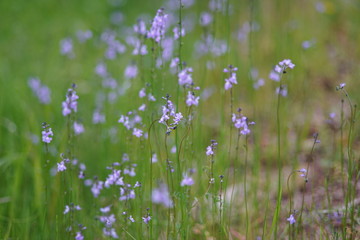 春の野を彩る野草