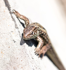 lizard on the wall