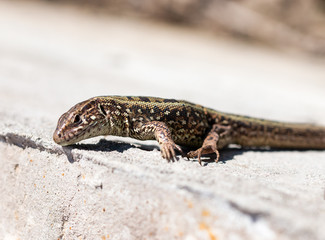 lizard on the wall