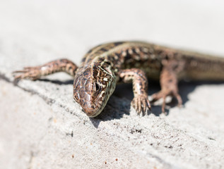 lizard on the wall