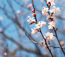 flowers on a branch of apricot
