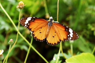 Plain tiger, African monarch, Butterfly seeking nectar on the Spanish Needle flower with natural green background, Black and white spots and patterns on the spreading orange wing
