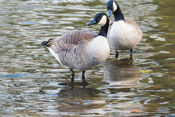 Kanadagänse im Wasser