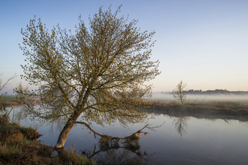 Poranek nad Bzurą © Piotr Szpakowski