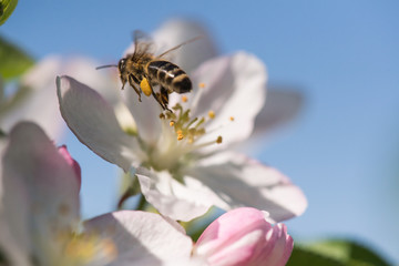 Bee on a gentle white flowers of cherry tree - prunus cerasus
