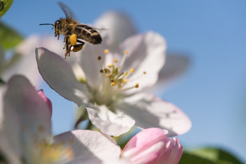 Bee on a gentle white flowers of cherry tree - prunus cerasus