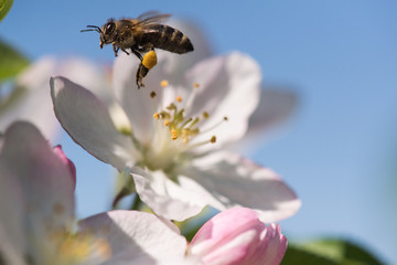 Bee on a gentle white flowers of cherry tree - prunus cerasus