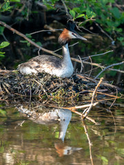 A Great Crested Grebe hatches its eggs
