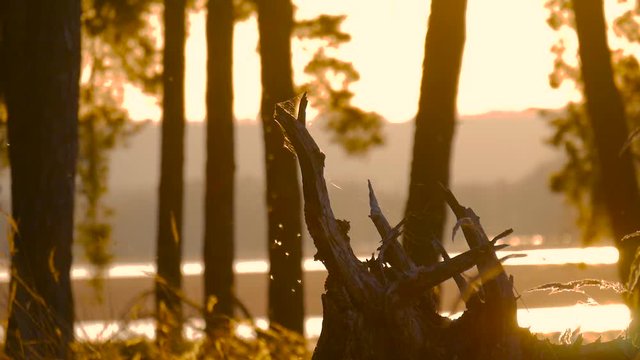 Beautiful nature, pristine forest with trees trunks, moss and shining shimmering sunset. Sunset in forest. Small midges fly around the stump.
