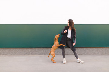 Happy girl and brown dog against a background of colored walls. A girl plays with a puppy while walking