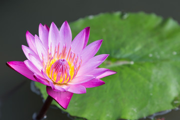 Lotus flower or water lily flower blooming with green leaves background in the pond at sunny summer or spring day.