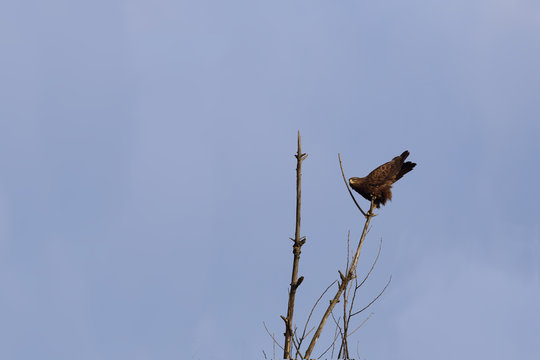 Steppe eagle sits on a branch against the blue sky and preparing for the flight ....