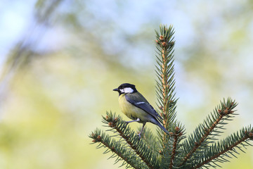 Tit on the top of the spruce on blurred background
