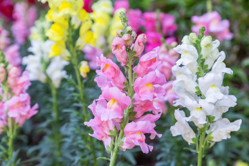 Obraz premium Flower and green leaf background in garden at sunny summer or spring day for postcard beauty decoration and agriculture concept design.