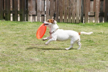 ジャックラッセルテリア