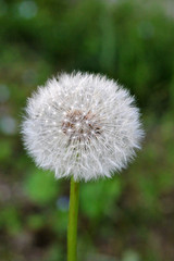 Beautiful dandelion with refelective background