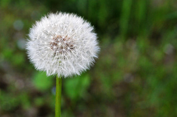Beautiful dandelion with refelective background