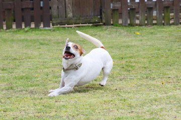 Obraz premium ジャックラッセルテリア