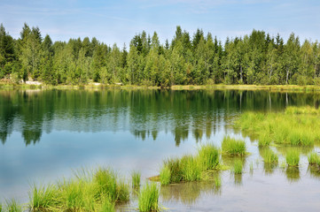 Fototapeta na wymiar The forest on the shore of lake