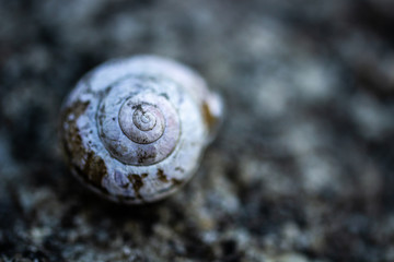 Snail shell on stone background