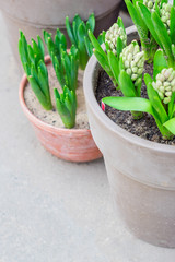 potted hyacinths standing on floor in the garden. Copy space, selectife focus